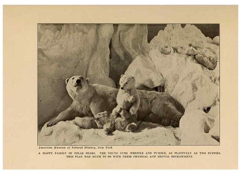 Reproducción/Reproduction 7409095696: The human side of animals,. New York,Frederick A. Stokes Company[c1918]