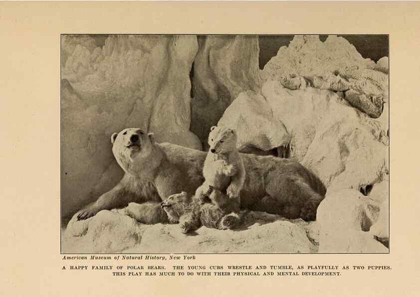 Reproducción/Reproduction 7409095696: The human side of animals,. New York,Frederick A. Stokes Company[c1918]