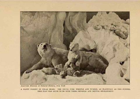 Reproducción/Reproduction 7409095696: The human side of animals,. New York,Frederick A. Stokes Company[c1918]