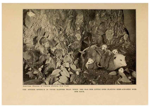 Reproducción/Reproduction 7409098506: The human side of animals,. New York,Frederick A. Stokes Company[c1918]