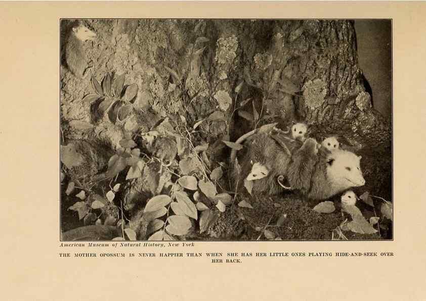 Reproducción/Reproduction 7409098506: The human side of animals,. New York,Frederick A. Stokes Company[c1918]