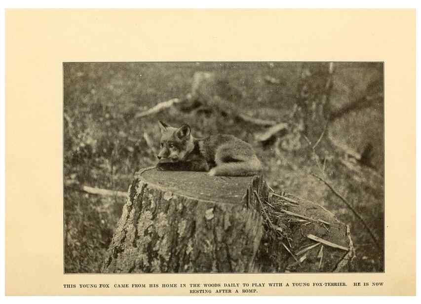 Reproducción/Reproduction 7409099672: The human side of animals,. New York,Frederick A. Stokes Company[c1918]