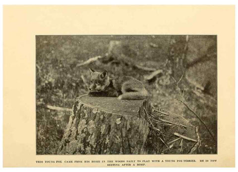 Reproducción/Reproduction 7409099672: The human side of animals,. New York,Frederick A. Stokes Company[c1918]
