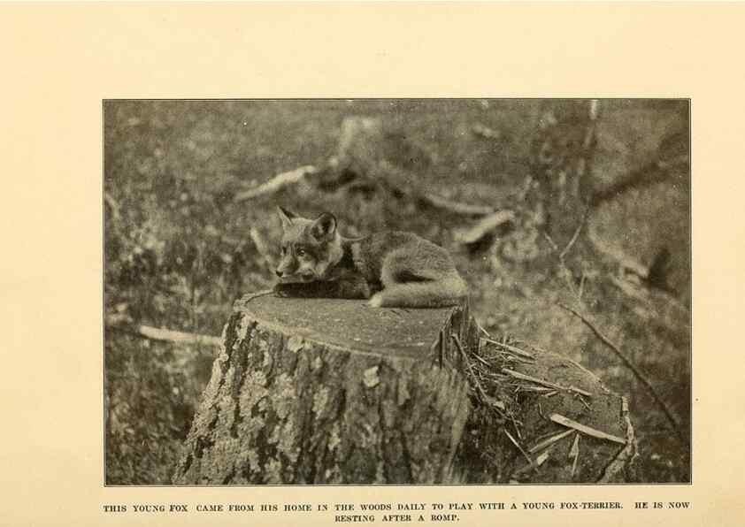 Reproducción/Reproduction 7409099672: The human side of animals,. New York,Frederick A. Stokes Company[c1918]