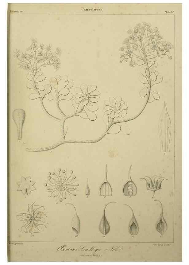 Reproducción/Reproduction 7408921438: Phytographia canariensis /. Paris :Béthune,1836-1850.