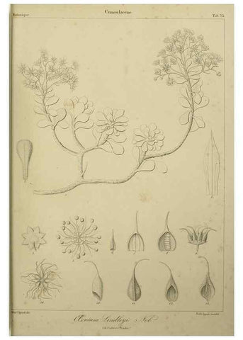 Reproducción/Reproduction 7408921438: Phytographia canariensis /. Paris :Béthune,1836-1850.