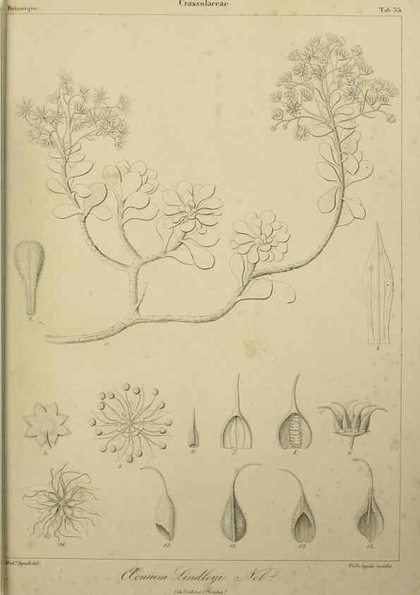 Reproducción/Reproduction 7408921438: Phytographia canariensis /. Paris :Béthune,1836-1850.