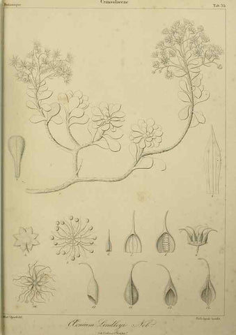 Reproducción/Reproduction 7408921438: Phytographia canariensis /. Paris :Béthune,1836-1850.