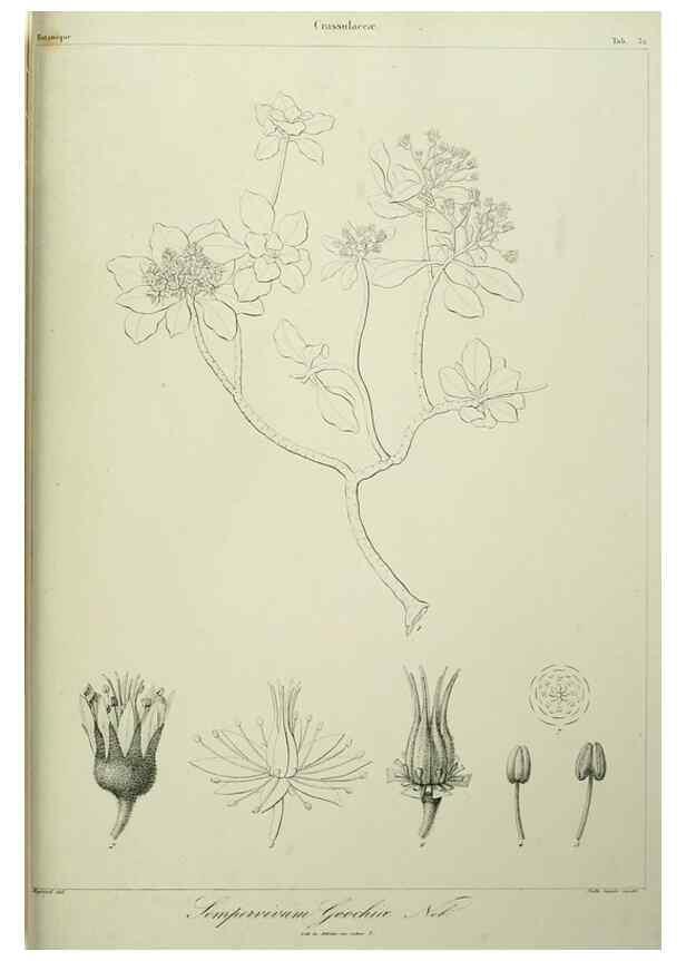 Reproducción/Reproduction 7408920600: Phytographia canariensis /. Paris :Béthune,1836-1850.