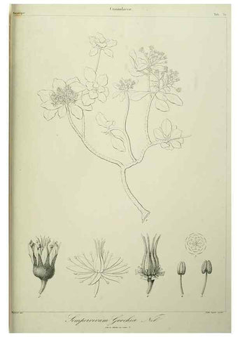 Reproducción/Reproduction 7408920600: Phytographia canariensis /. Paris :Béthune,1836-1850.
