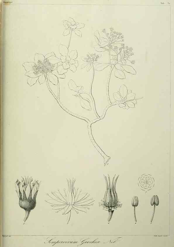 Reproducción/Reproduction 7408920600: Phytographia canariensis /. Paris :Béthune,1836-1850.