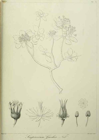 Reproducción/Reproduction 7408920600: Phytographia canariensis /. Paris :Béthune,1836-1850.