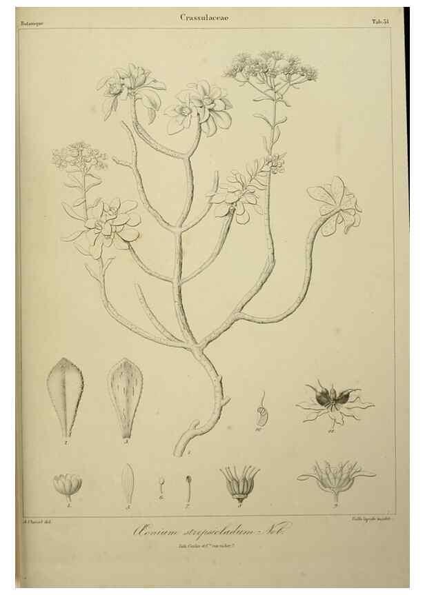Reproducción/Reproduction 7408919820: Phytographia canariensis /. Paris :Béthune,1836-1850.