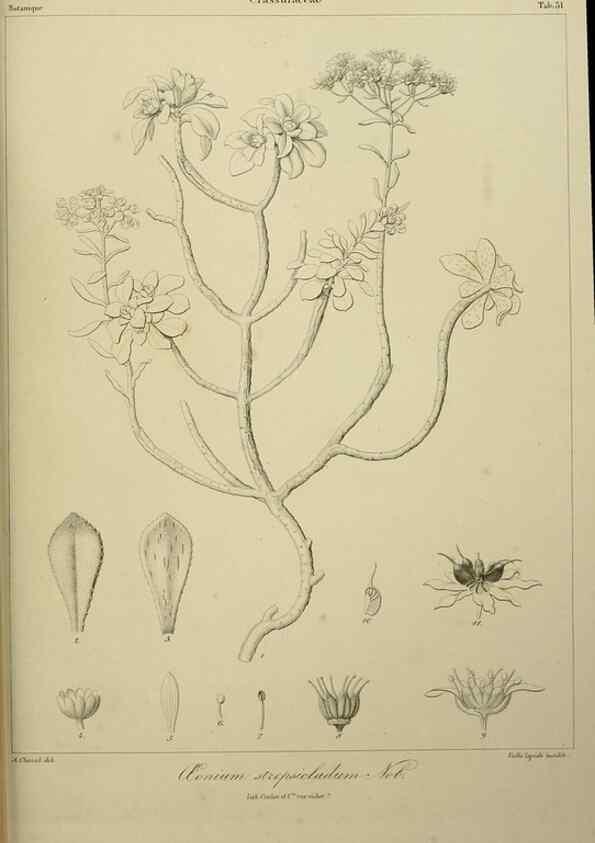 Reproducción/Reproduction 7408919820: Phytographia canariensis /. Paris :Béthune,1836-1850.