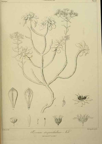 Reproducción/Reproduction 7408919820: Phytographia canariensis /. Paris :Béthune,1836-1850.