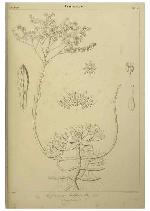 Reproducción/Reproduction 7408918980: Phytographia canariensis /. Paris :Béthune,1836-1850.
