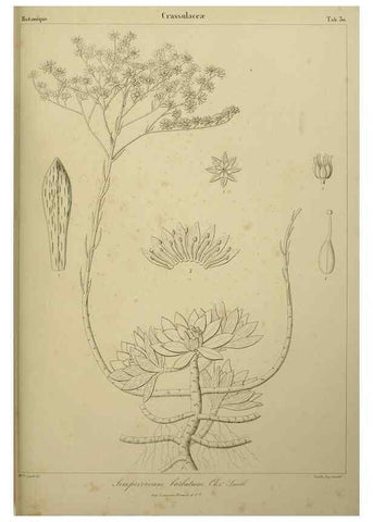 Reproducción/Reproduction 7408918980: Phytographia canariensis /. Paris :Béthune,1836-1850.
