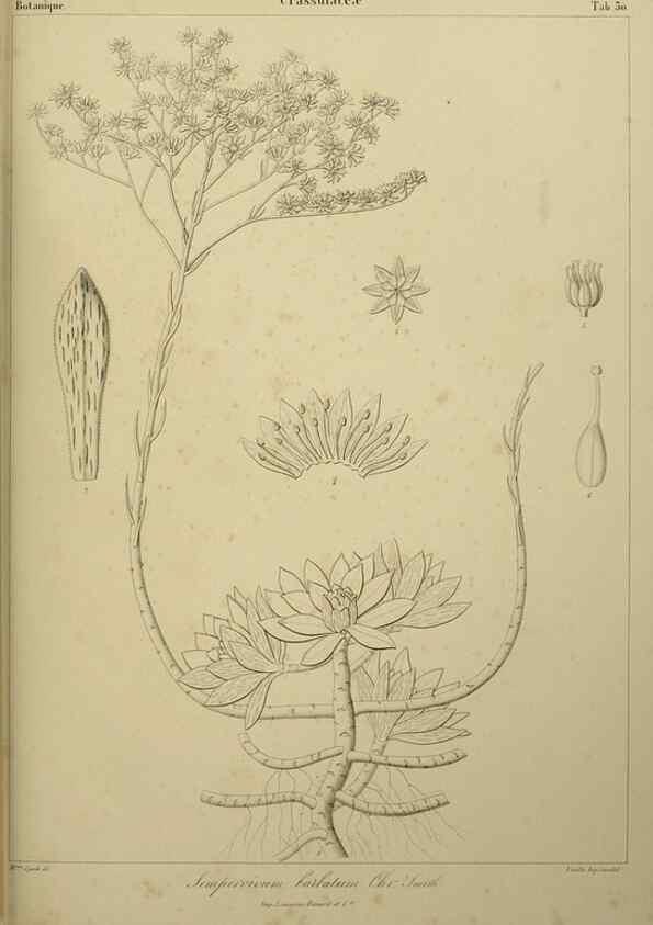 Reproducción/Reproduction 7408918980: Phytographia canariensis /. Paris :Béthune,1836-1850.