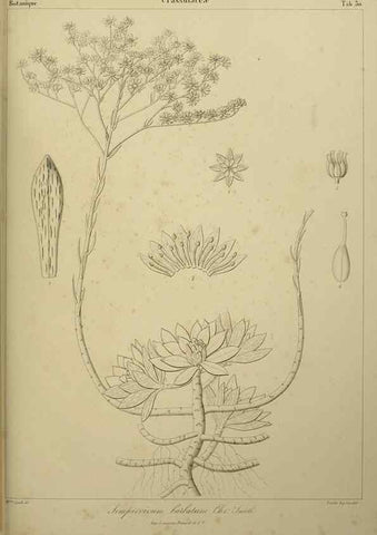 Reproducción/Reproduction 7408918980: Phytographia canariensis /. Paris :Béthune,1836-1850.