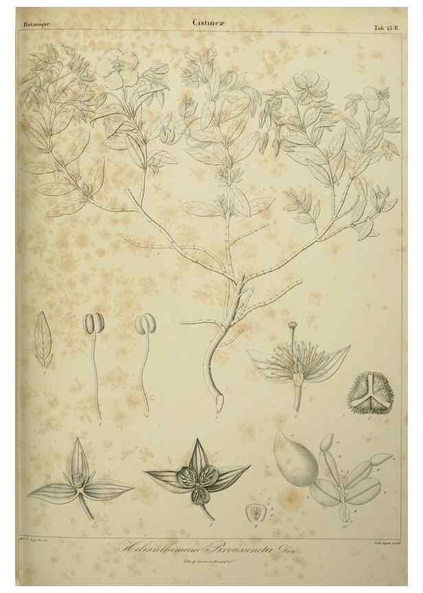 Reproducción/Reproduction 7408901854: Phytographia canariensis /. Paris :Béthune,1836-1850.