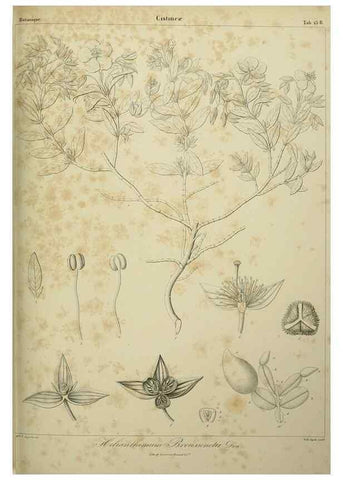 Reproducción/Reproduction 7408901854: Phytographia canariensis /. Paris :Béthune,1836-1850.
