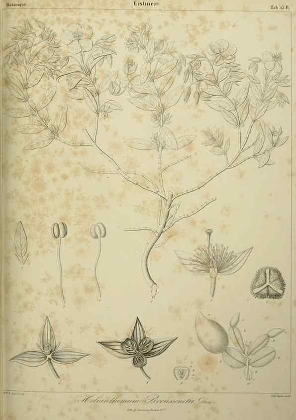 Reproducción/Reproduction 7408901854: Phytographia canariensis /. Paris :Béthune,1836-1850.