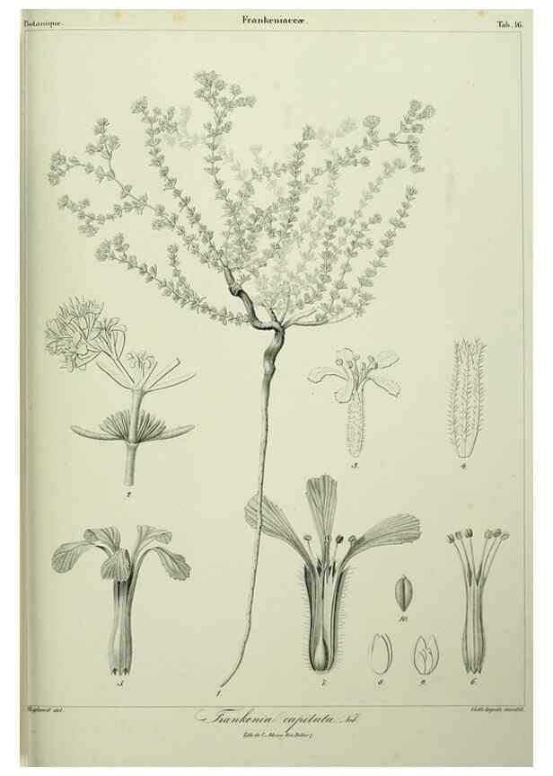 Reproducción/Reproduction 7408906130: Phytographia canariensis /. Paris :Béthune,1836-1850.