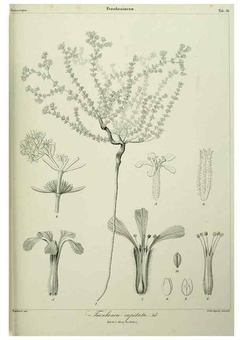 Reproducción/Reproduction 7408906130: Phytographia canariensis /. Paris :Béthune,1836-1850.