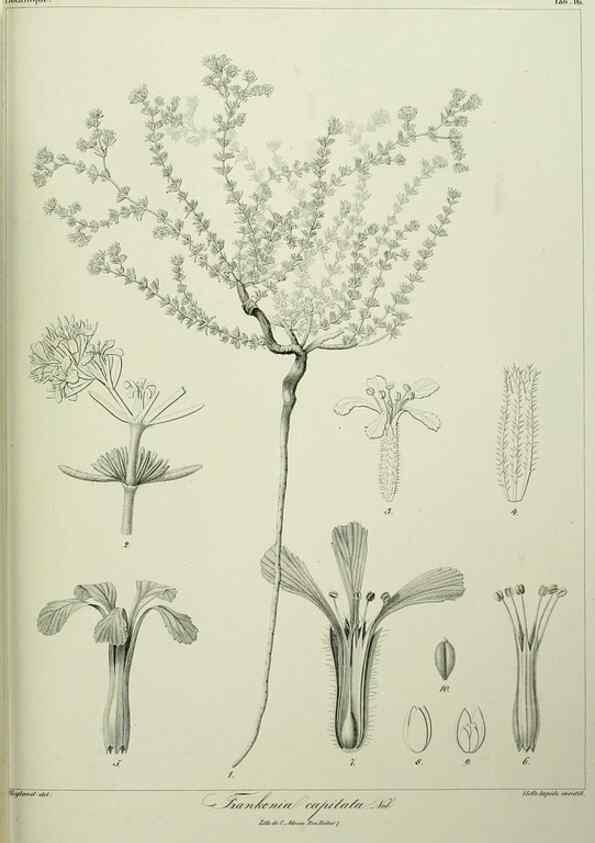 Reproducción/Reproduction 7408906130: Phytographia canariensis /. Paris :Béthune,1836-1850.