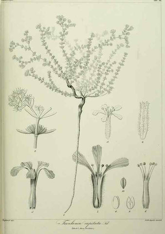 Reproducción/Reproduction 7408906130: Phytographia canariensis /. Paris :Béthune,1836-1850.