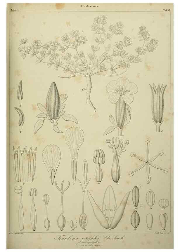 Reproducción/Reproduction 7408906808: Phytographia canariensis /. Paris :Béthune,1836-1850.