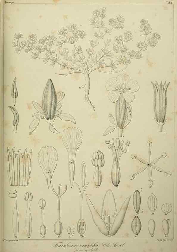 Reproducción/Reproduction 7408906808: Phytographia canariensis /. Paris :Béthune,1836-1850.