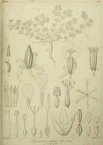 Reproducción/Reproduction 7408906808: Phytographia canariensis /. Paris :Béthune,1836-1850.