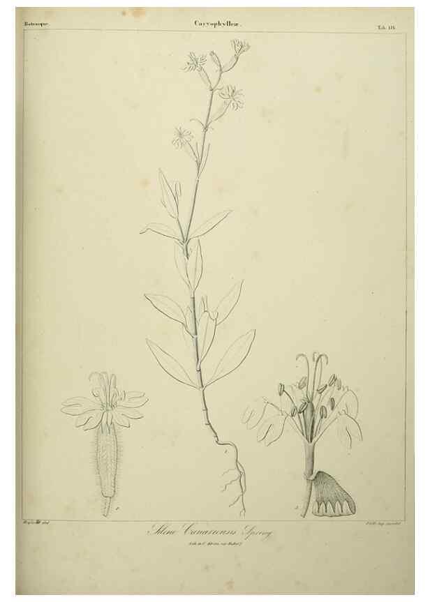 Reproducción/Reproduction 7408907566: Phytographia canariensis /. Paris :Béthune,1836-1850.