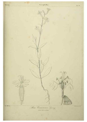 Reproducción/Reproduction 7408907566: Phytographia canariensis /. Paris :Béthune,1836-1850.
