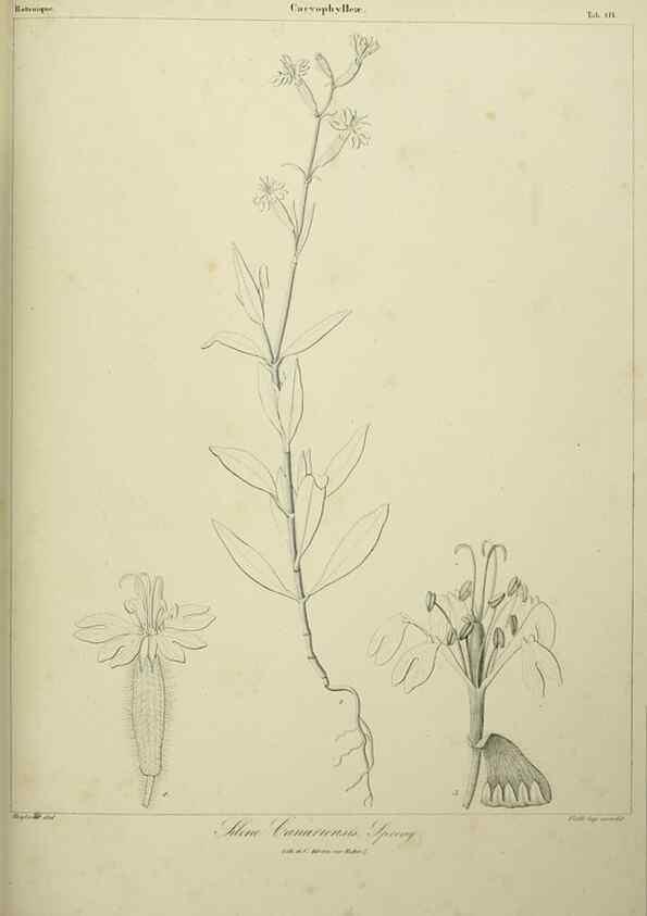 Reproducción/Reproduction 7408907566: Phytographia canariensis /. Paris :Béthune,1836-1850.