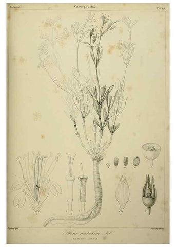 Reproducción/Reproduction 7408908354: Phytographia canariensis /. Paris :Béthune,1836-1850.