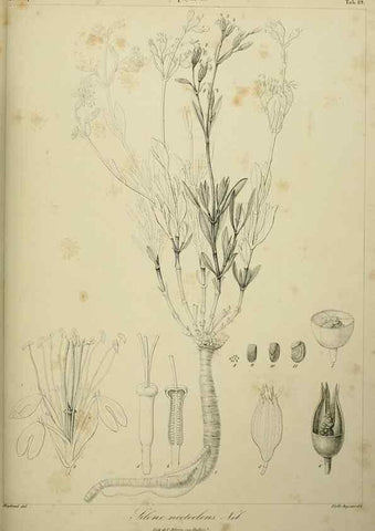 Reproducción/Reproduction 7408908354: Phytographia canariensis /. Paris :Béthune,1836-1850.