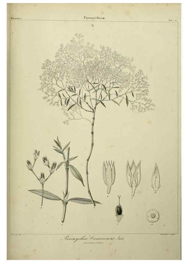 Reproducción/Reproduction 7408909220: Phytographia canariensis /. Paris :Béthune,1836-1850.