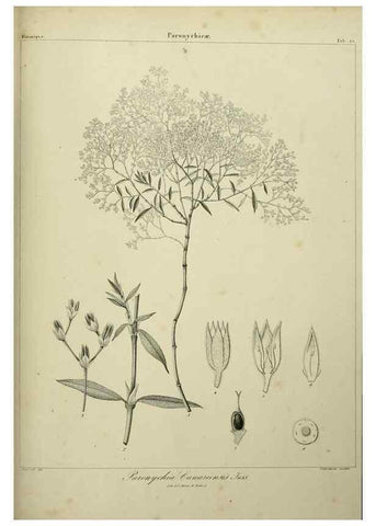 Reproducción/Reproduction 7408909220: Phytographia canariensis /. Paris :Béthune,1836-1850.