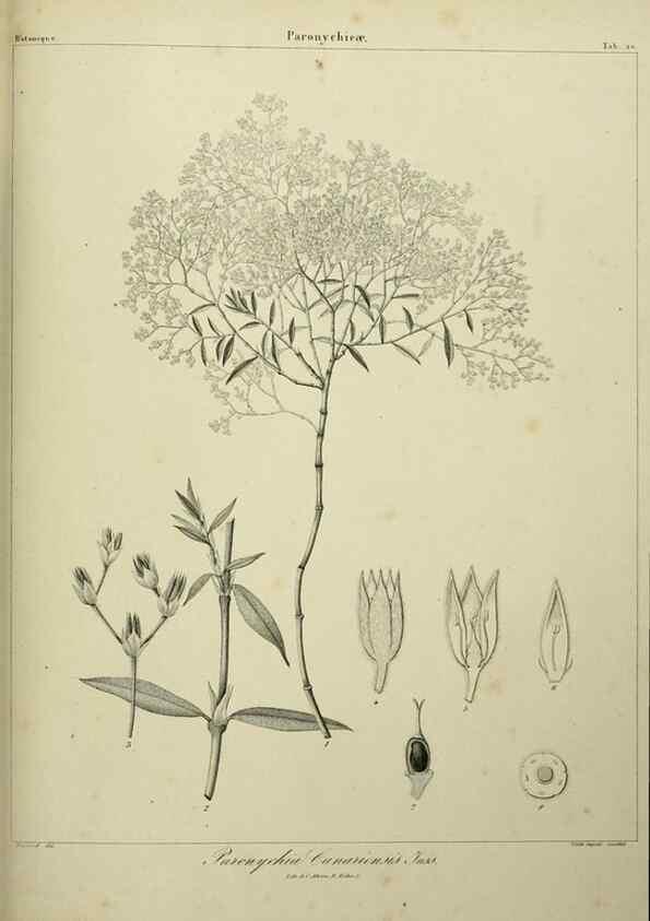 Reproducción/Reproduction 7408909220: Phytographia canariensis /. Paris :Béthune,1836-1850.
