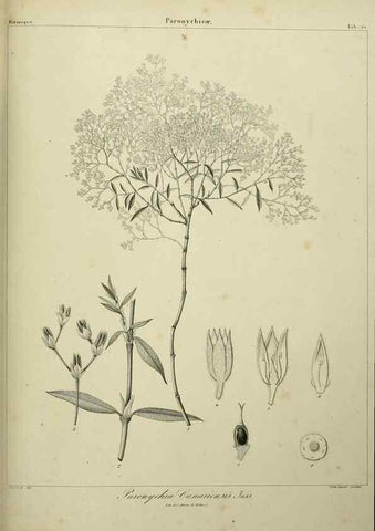 Reproducción/Reproduction 7408909220: Phytographia canariensis /. Paris :Béthune,1836-1850.