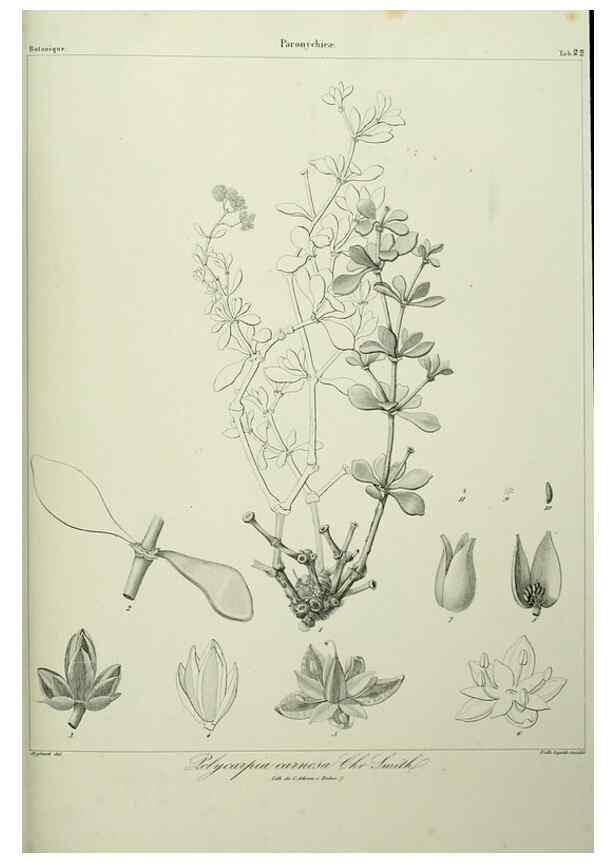 Reproducción/Reproduction 7408911112: Phytographia canariensis /. Paris :Béthune,1836-1850.