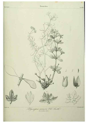 Reproducción/Reproduction 7408911112: Phytographia canariensis /. Paris :Béthune,1836-1850.