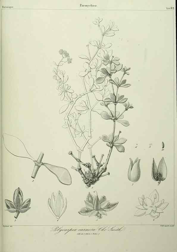 Reproducción/Reproduction 7408911112: Phytographia canariensis /. Paris :Béthune,1836-1850.
