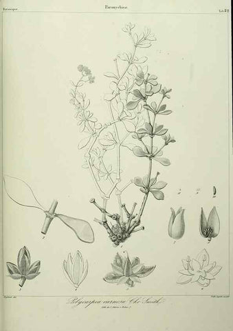 Reproducción/Reproduction 7408911112: Phytographia canariensis /. Paris :Béthune,1836-1850.