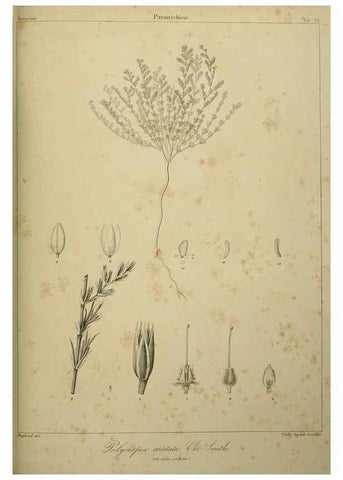 Reproducción/Reproduction 7408913202: Phytographia canariensis /. Paris :Béthune,1836-1850.