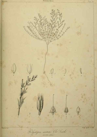Reproducción/Reproduction 7408913202: Phytographia canariensis /. Paris :Béthune,1836-1850.
