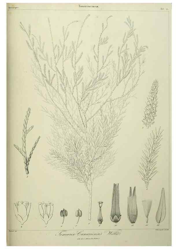Reproducción/Reproduction 7408914036: Phytographia canariensis /. Paris :Béthune,1836-1850.