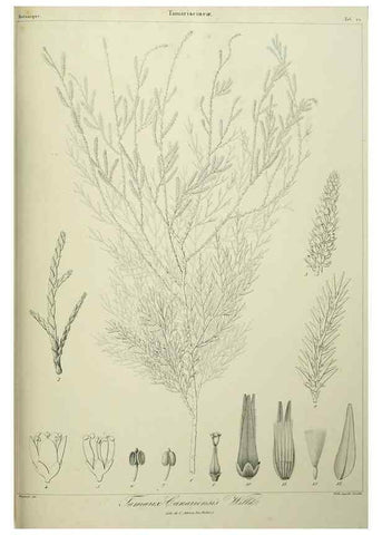 Reproducción/Reproduction 7408914036: Phytographia canariensis /. Paris :Béthune,1836-1850.
